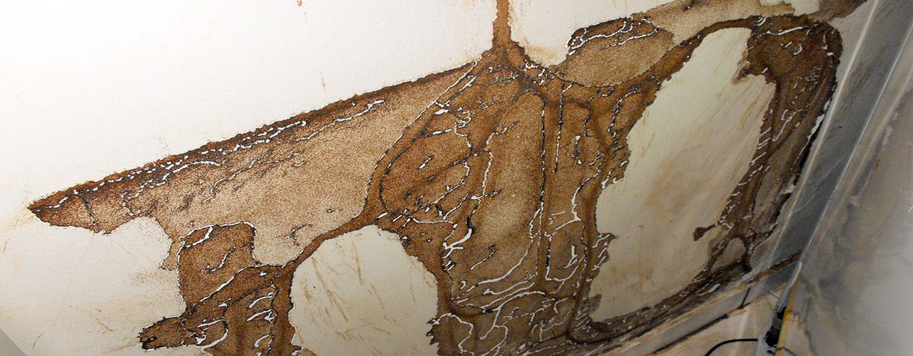 Controle de Cupins nos bairros de  Osasco