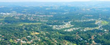 Dedetização de cupim