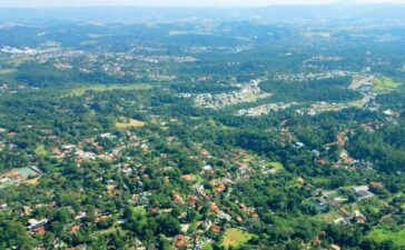 Dedetização de cupim