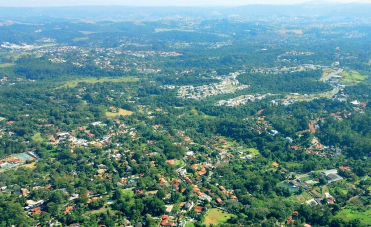 Dedetização de cupim